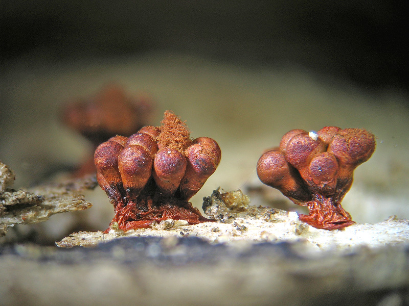 Metatrichia vesparium